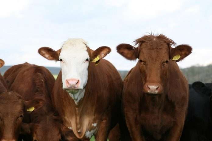 Beef cow