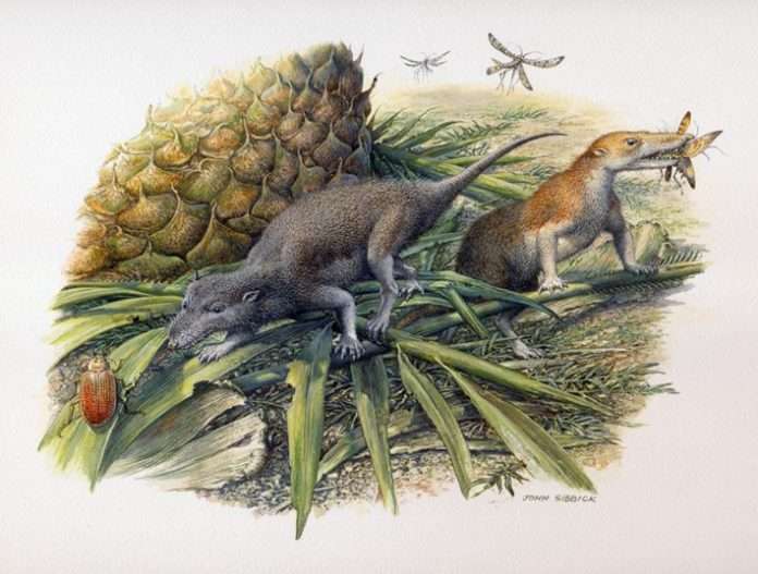 First mammals teeth analysis