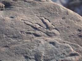 Four-year-old girl discovers dinosaur footprint on beach in Wales