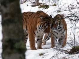 Amur tigers snuggle up in snowy Scotland