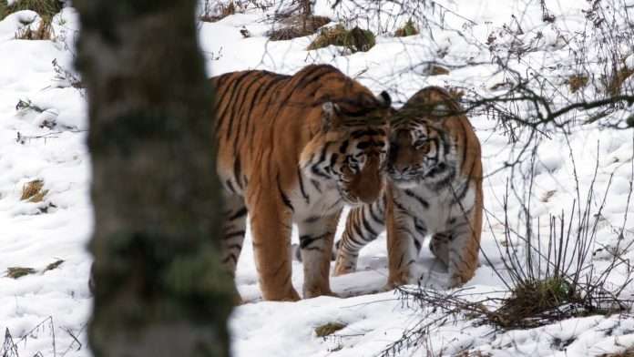 Amur Tigers