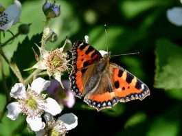 Funding in place to help protect UK insect populations