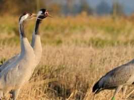 Crane population hits record high after becoming extinct in the UK nearly 400 years ago