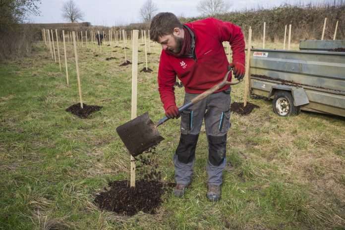 Forestry ranger, Jake Simpkins, tree planting at Kingston Lacy, Feb 2021