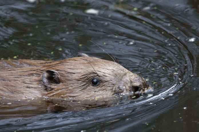 South Downs beaver release7 ©National Trust Images_Nick Upton