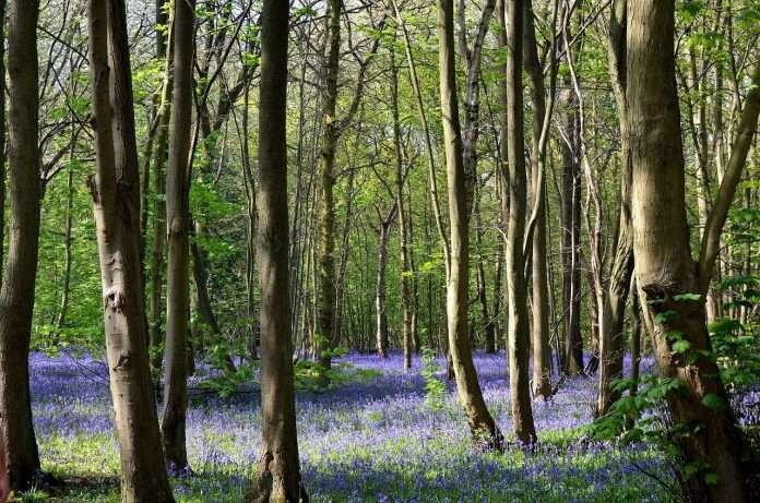 bluebell-woods-2276435_1280