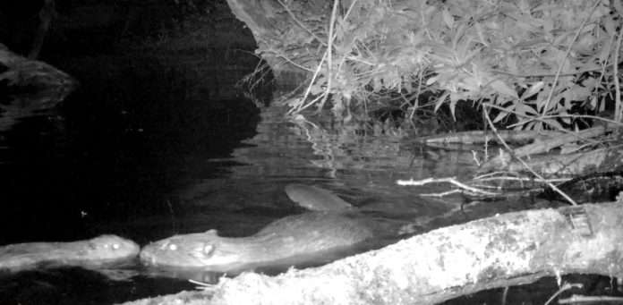Beaver kit and mother on the National Trust's Holnicote Estate in Somerset. Credit National Trust