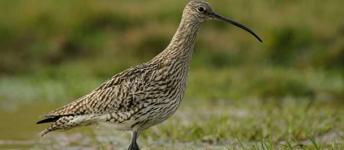 andyhayrspb