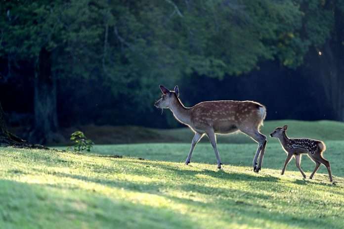 deer-5324645_1280