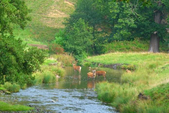 deer yorkshire-3690695_1280