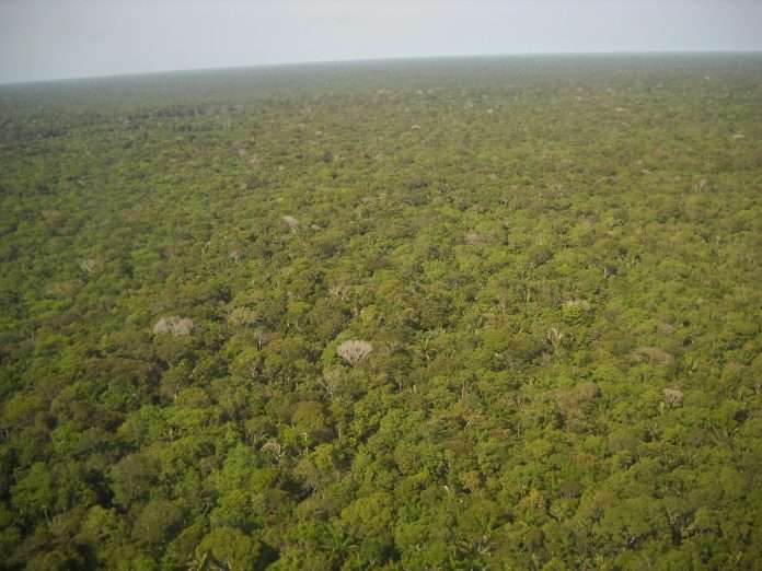 forest amazon
