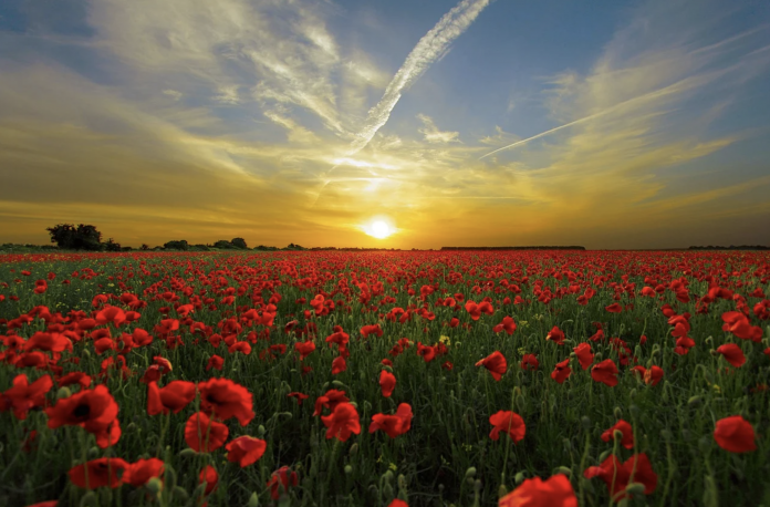 poppies