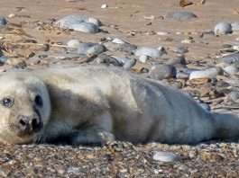 First pup born at England’s largest grey seal colony on Blakeney Point