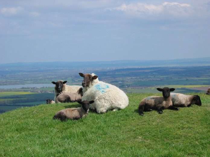sheep-1581701_1280