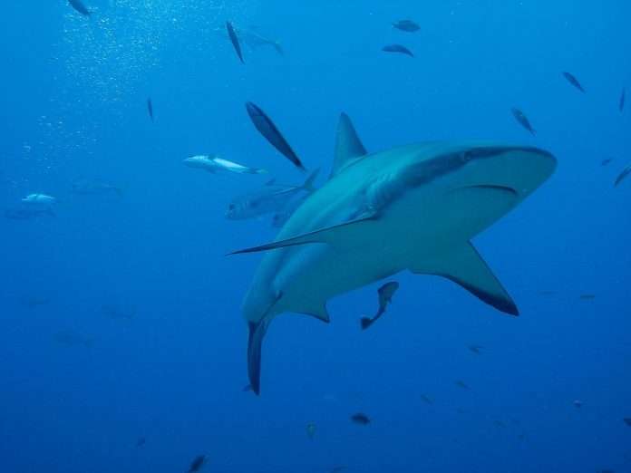 shark honduras-1302291_1280