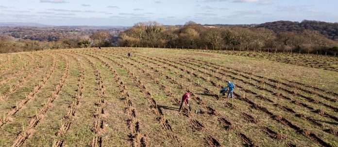volunteers-planting-the-first-of-90000-trees-to-create-a-community-woodland-at-wembury-devon-national-trust-images-paul-harris