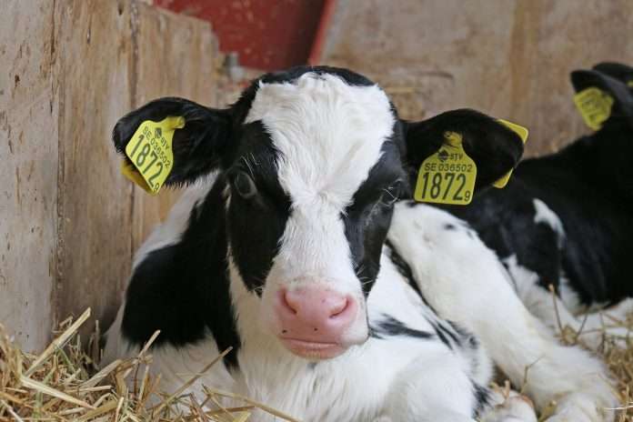 calf-g4a4bff31f_1920