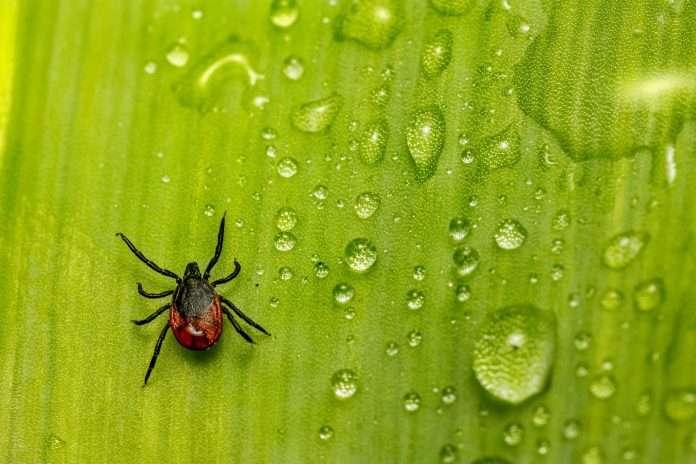 castor-bean-tick-gf64b0b726_1920