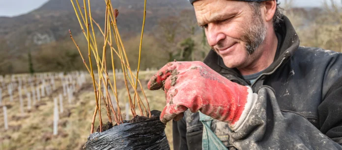 lead-ranger-david-smith-oversees-the-work-at-the-eryri-tree-nursery---credit-national-trust-images-paul-harris.jpg