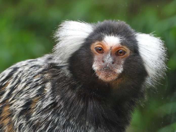 marmoset-7731160_1280 monkey