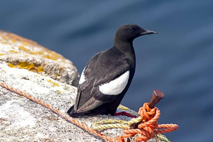 black-guillemot-6966818_1280