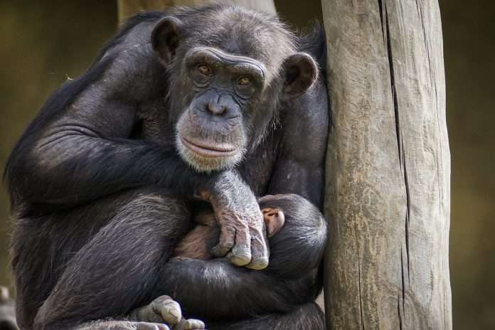 chimpanzee-3707270_1280