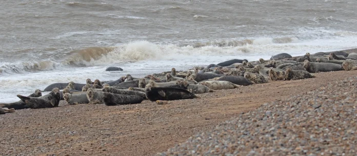 colony-of-grey-seals-at-orford-ness.-credit-national-trust-andew-capell.jpg