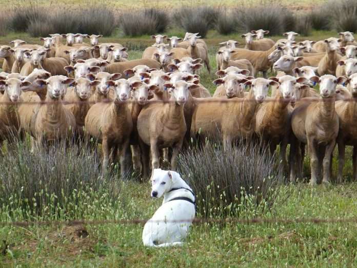 dog-461002_1280 sheep