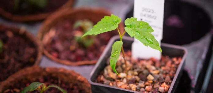 a-seedling-growing-from-a-seed-collected-from-the-felled-sycamore-gap-tree-northumberland.jpg