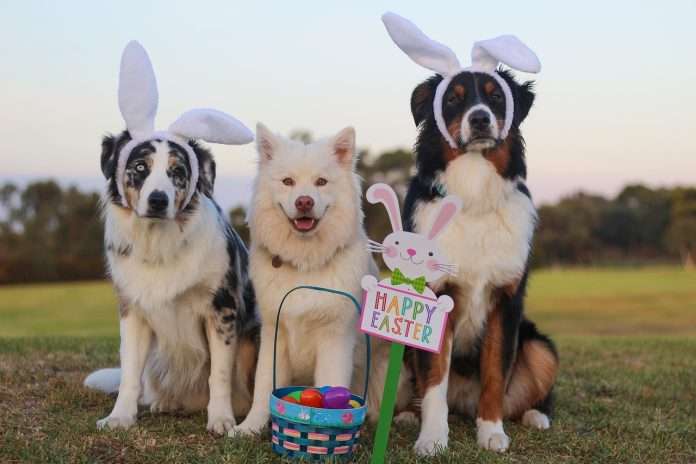 easter australian-shepherd-2208371_1280