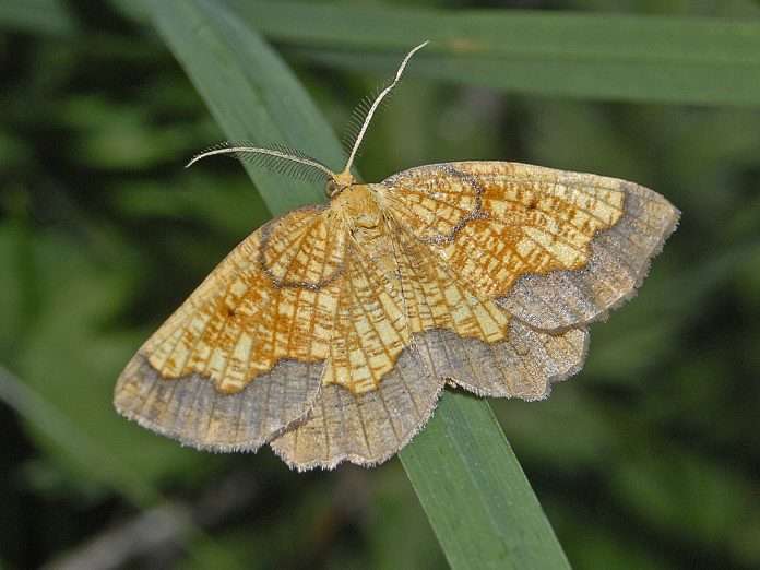 Geometridae_-_Epione_vespertaria