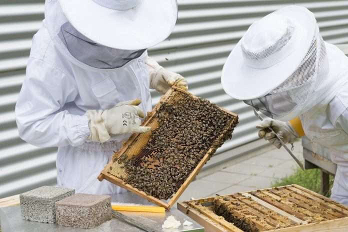 honey bee beekeeper-2650663_1280