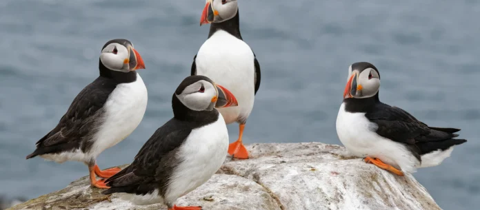 1624221-puffins-farne-islands-northumberland.jpg