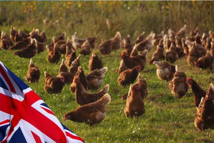 chicken