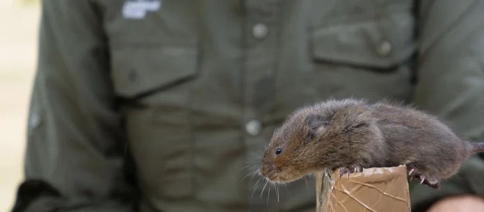 water-vole-river-wey.jpg