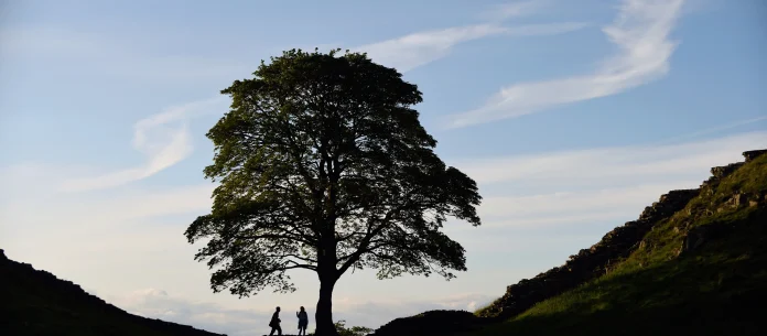 1167333-sycamore-gap-john-millar.jpg