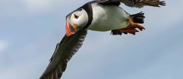 puffin-farne-islands-northumberland-1334451.jpg