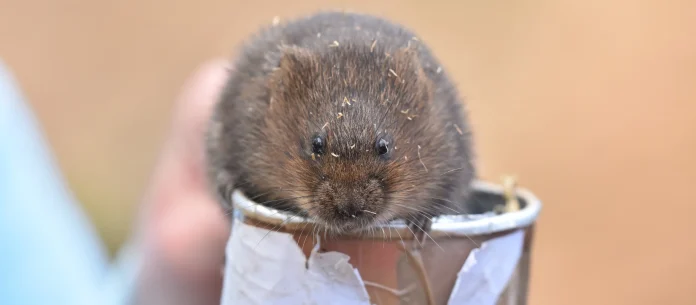 web-water-vole-national-trust-images-phil-bruss.jpg