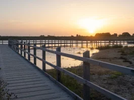 From fairways to flyways: Lincolnshire golf course transformed into spectacular new wetland haven