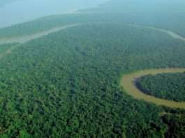 Aerial view of dense green Amazon rainforest with the winding Solimoes river under a hazy sky, Brazil